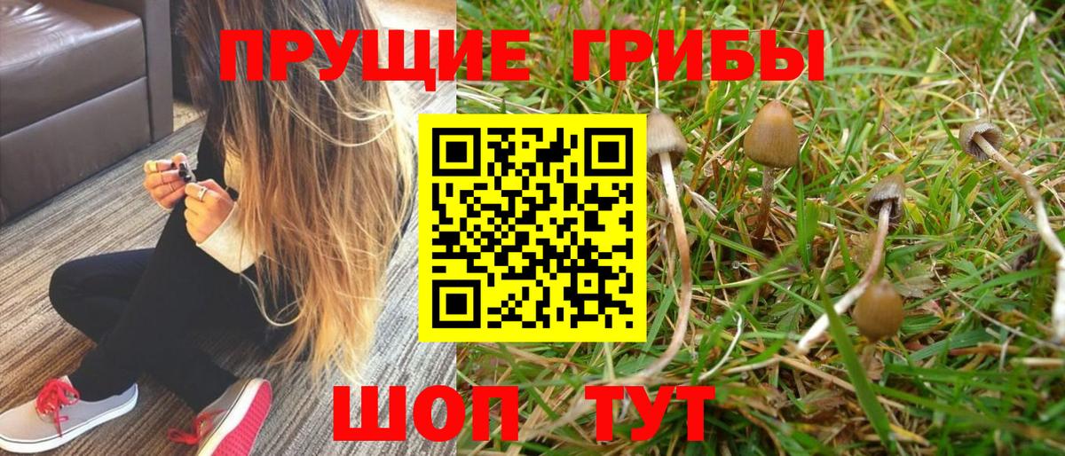 Псилоцибиновые грибы Psilocybine cubensis Реутов
